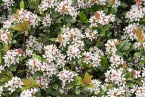 Indian Hawthorn’s bulletproof suitability has put it in most specifiers’ plant list. Image: Reallyice/stock adobe.com