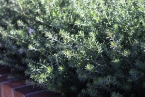 If a dome shape is required in alandscape, native plants like Westringia that are more responsive to pruning techniques to maintain such a shape should be used. Image: Rose Makin/stock.adobe.com