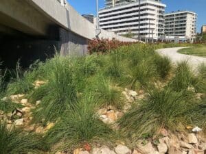 Many utility landscape designs rely on triedand tested tough shaping native plants, like Lomandra, that work well under harsh conditions. Image: Rose Makin/stock.adobe.com