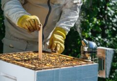 The funding will help to prepare beekeepers and pollination-reliant industries for future challenges. Image: kosolovskyy/stock.adobe.com