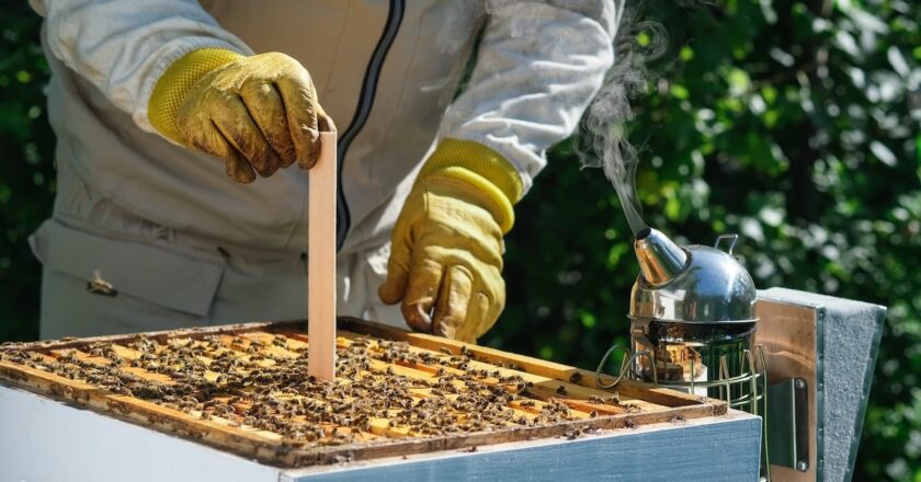 The funding will help to prepare beekeepers and pollination-reliant industries for future challenges. Image: kosolovskyy/stock.adobe.com