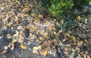 Removing and disposing of fallenleaves and infected pruning material will help with tackling spot. Image: Jonathan Garner