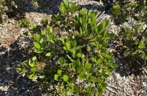 A strong plant is better ableto withstand infection. Image: Jonathan Garner