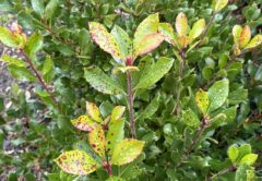 Tiny, circular red or purplish spots on young leaves are an early indicator. Tackling the problem early in important Image: Jonathan Garner