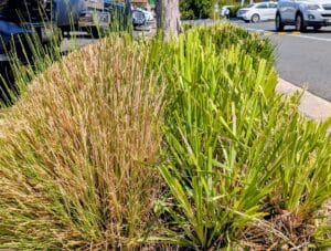 It’s common to see plantspruned to provide line of sight, particularly in car-park settings. Image: John Gabriele