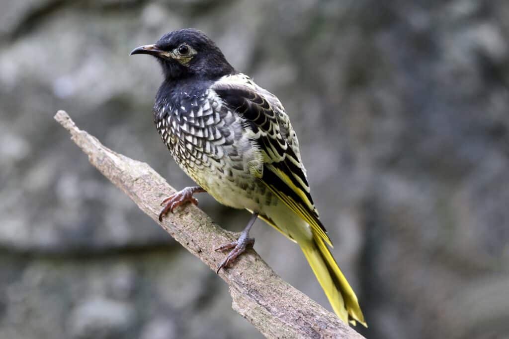 The Australian Regent Honeyeater is a threatened species. Image: Ken Griffiths