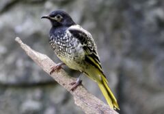 The Australian Regent Honeyeater is a threatened species. Image: Ken Griffiths