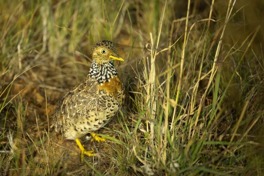The critically endangered Plains-wanderer depends on native grasslands in northern Victorian landholders. Image: Ben Williams/Trust for Nature.
