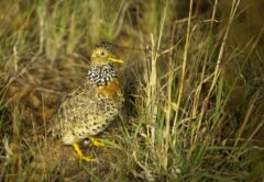 The critically endangered Plains-wanderer depends on native grasslands in northern Victorian landholders. Image: Ben Williams/Trust for Nature.